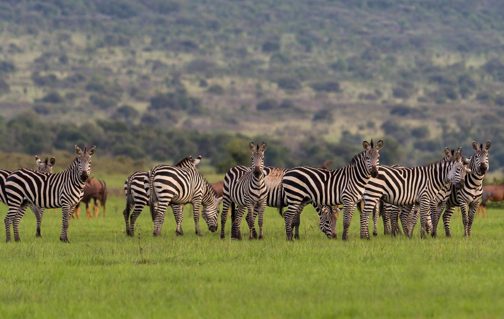 Unforgettable Safaris