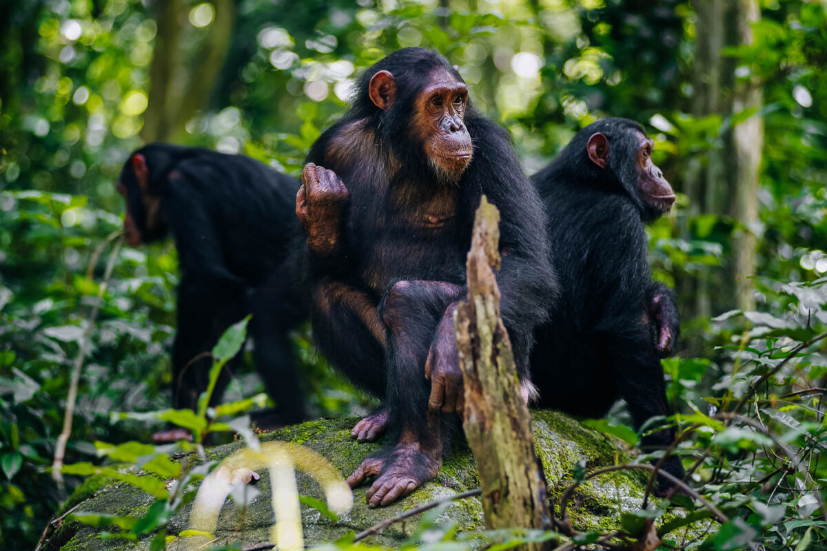 Chimpanzee Tracking Experience