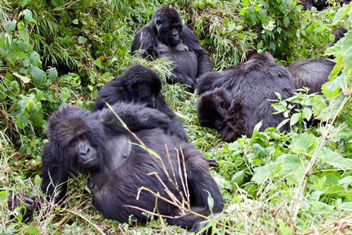 1-Day Gorilla Trekking Tour