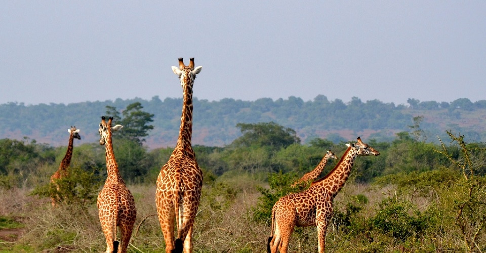Akagera National Park: Big Five Safari Guide